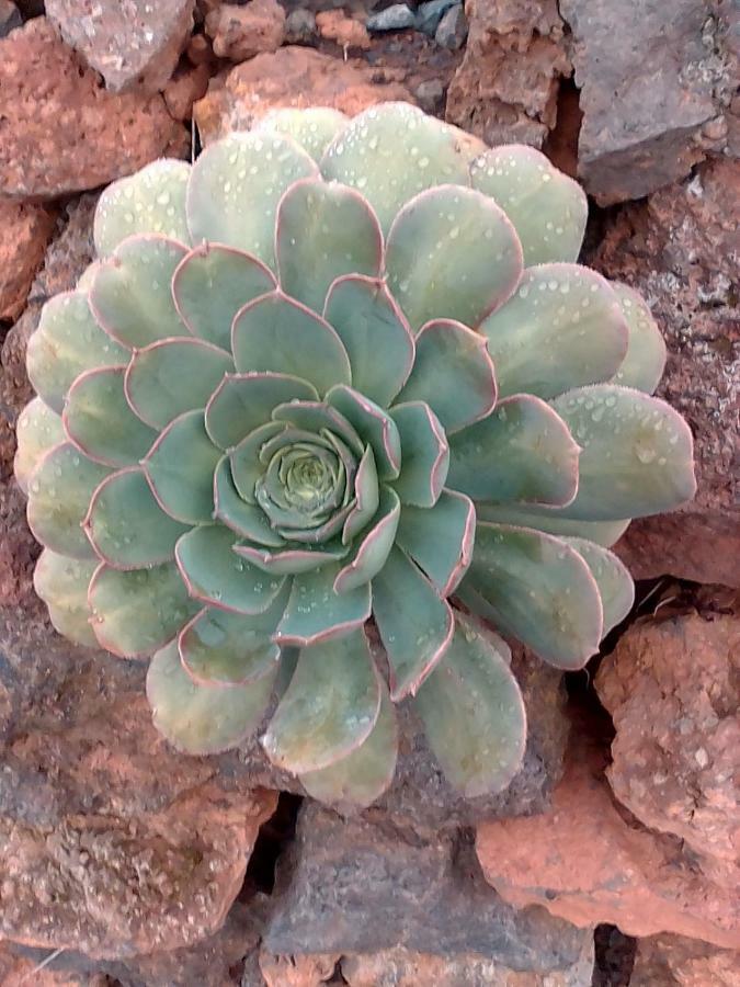 Casa Rural Los Pasos Grandes Isora Kültér fotó